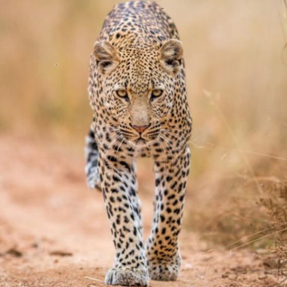 Леопард е избягал от зоопарка в Стара Загора Посетители са