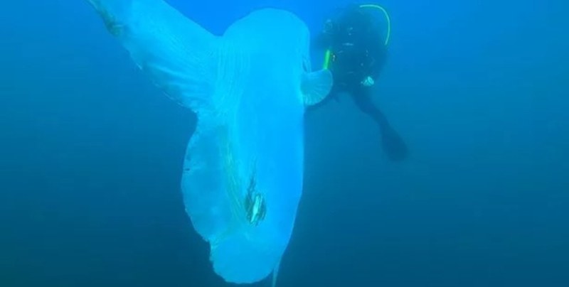 Водолази се уплашиха от много рядко морско „чудовище