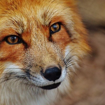 Необичайна операция проведоха пожарникарите от хърватския град Петриня Отзовавайки се