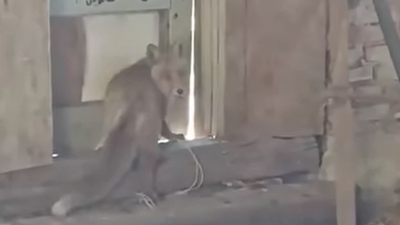 Видео на лисица, която е залостена от стопанин събра доста