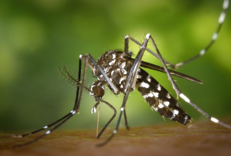 Майки избухнаха срещу напастта от комари, започна и борбата ВИДЕО