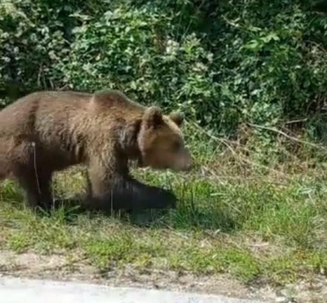 Нова близка среща с мечка в България.Мъж, пътуващ в Ловешко,