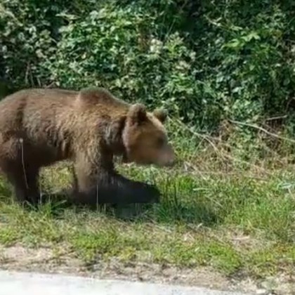 Нова близка среща с мечка в България Мъж пътуващ в Ловешко