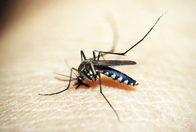 Рояци комари изкараха хора на протест