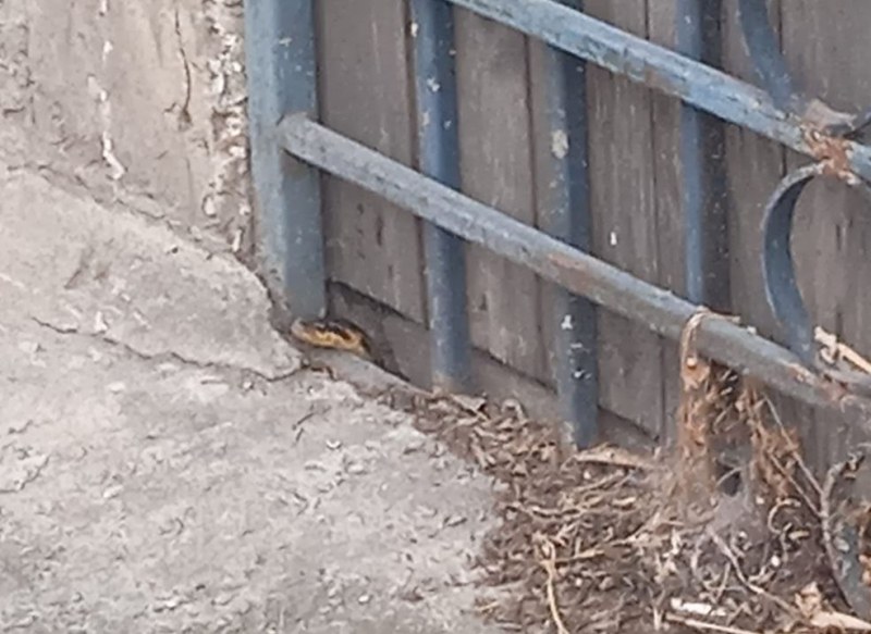 Змия наднича край сграда в наш град СНИМКА