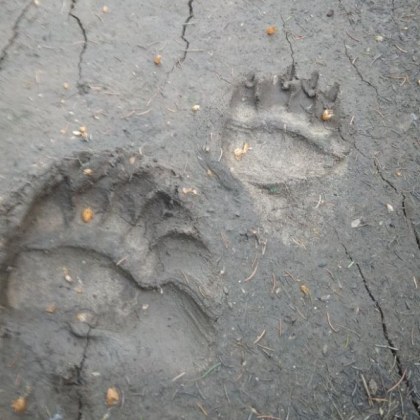 Следи от мечка притесниха жители на Смолянско Отпечатъци от лапи