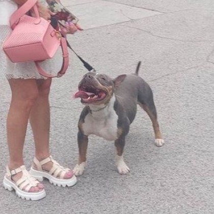 Куче е нахапало дете в Пловдив По първоначална информация инцидентът