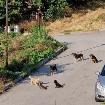 Тумба безпризорни кучета притеснява асеновградчани в кв Долни Воден За