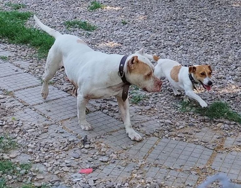 Изоставиха две домашни кучета в Пловдив СНИМКИ
