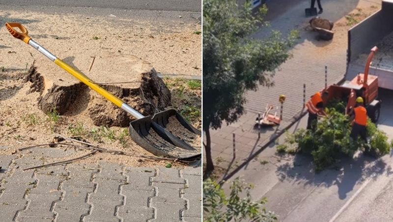 Изсичане на дървета разгневи столичанка, закани се да направи жива верига ВИДЕО