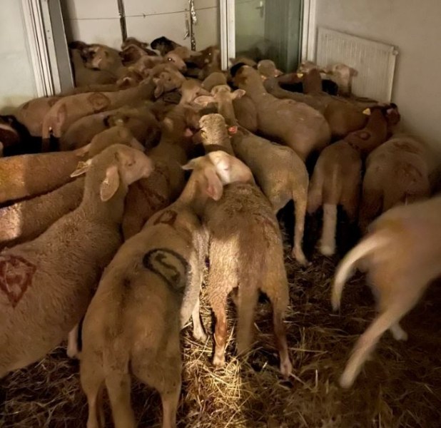 Незаконна кланица за овце бе открита в апартамент във френския