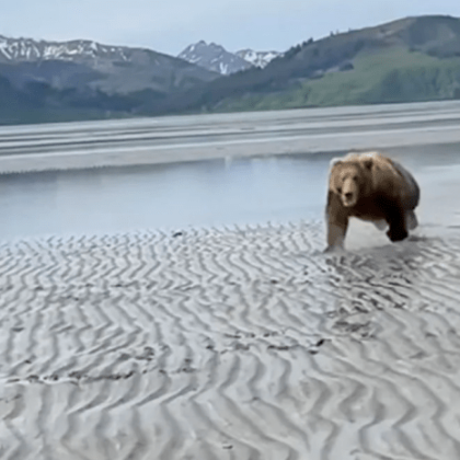 В САЩ голяма кафява мечка нападна туристи в Аляска  Един смел