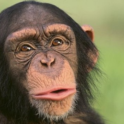 Трогателни кадри на шимпанзе което се радва да види небето