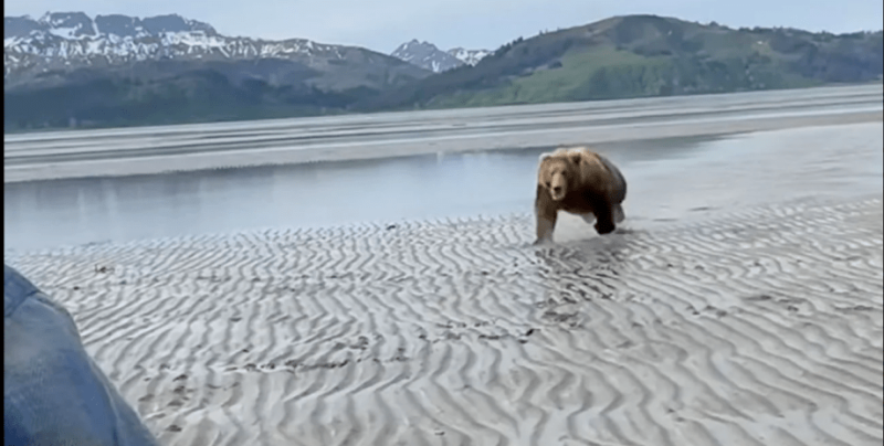 Огромна кафява мечка нападна туристи. Вижте какво се случи ВИДЕО
