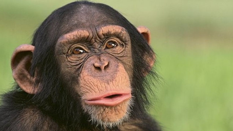 Трогателни кадри на шимпанзе, което се радва да види небето