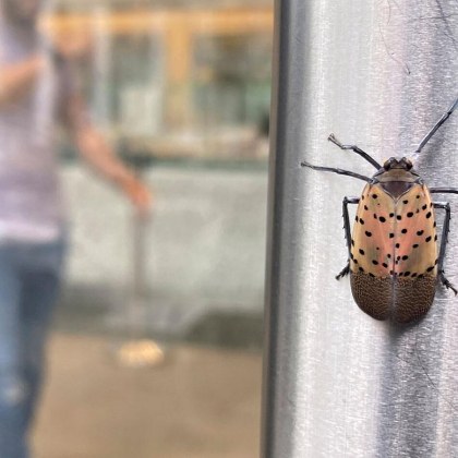 В Ню Йорк има истинско нашествие от странни насекоми Жителите