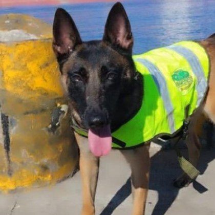 Полицейско куче на име Кения почина от отровен кокаин открит