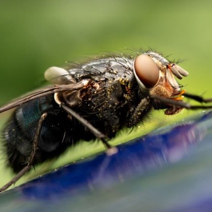 Хапещите мухи са силно привлечени от сини предмети съобщава Гардиън