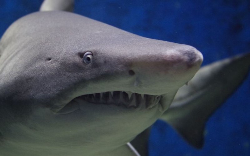 Хората са стотици пъти по-опасни от акулите