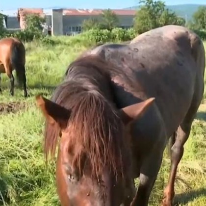 От няколко месеца три коня обикалят безпризорно из самоковското село