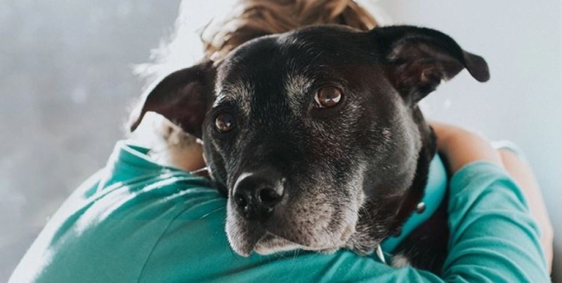 Зоомедиум разкри какво мислят кучетата, когато умират