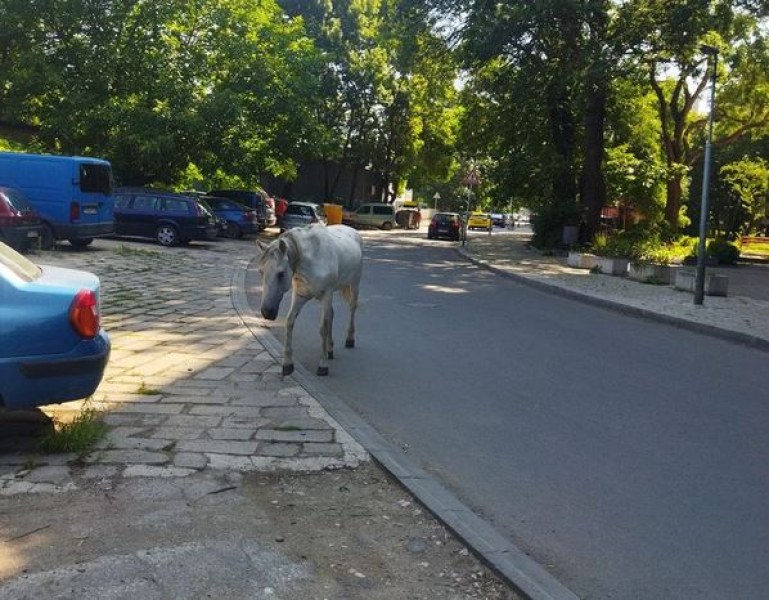 Бял кон по асфалтова улица в Пловдив изненада местните жители.Красивото