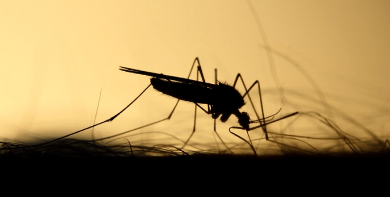 Край на комарите! Учени намериха цаката на кръвопийците ВИДЕО