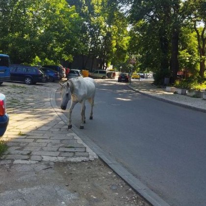 Бял кон по асфалтова улица в Пловдив изненада местните жители Красивото
