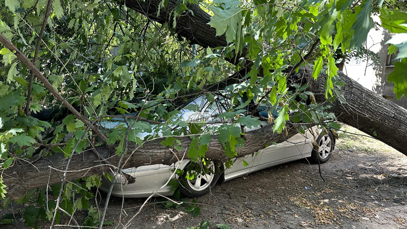 Дърво се стовари върху паркиран автомобил в Пловдив. Инцидентът е станал