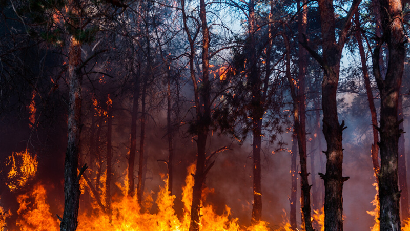 Пожар гори в бургаския квартал Ветрен.Огънят е тръгнал от сухи