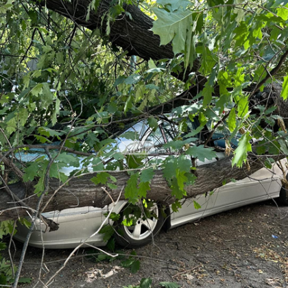Дърво се стовари върху паркиран автомобил в Пловдив Инцидентът е станал