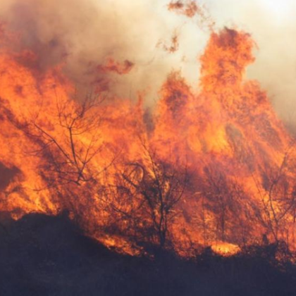 Стотици декари неожъната пшеница изгоряха край Димитровградското село Добрич Огънят