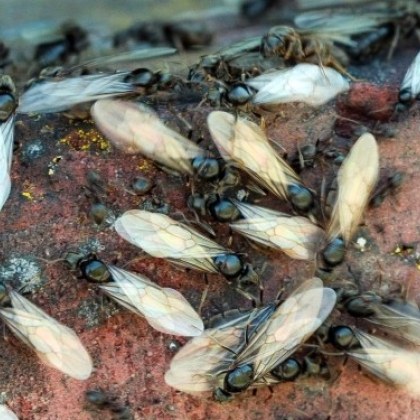 В Обединеното кралство рояк дълъг 1 6 км летящи мравки беше