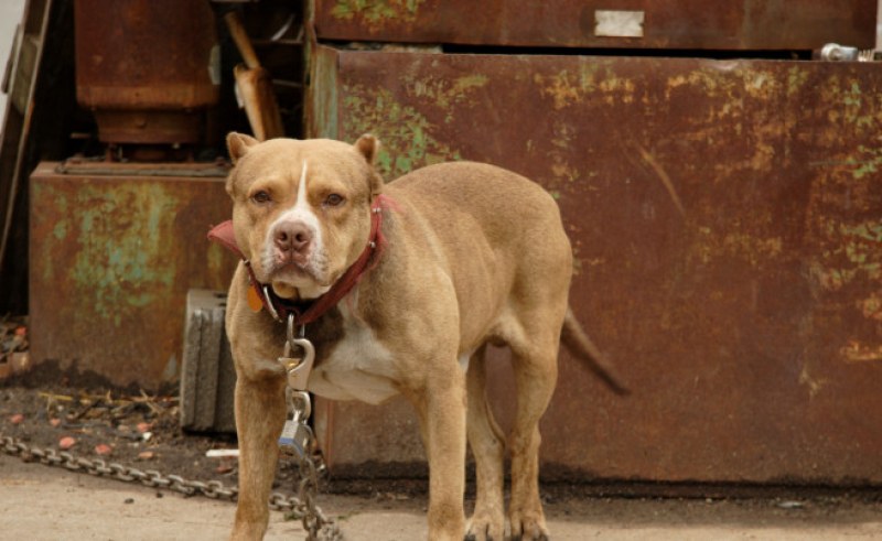 Прокуратурата разследва нелегални боеве с кучета в Правец
