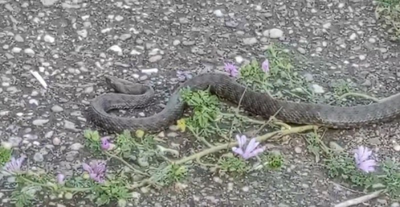 Змия се разходи из наш град СНИМКА