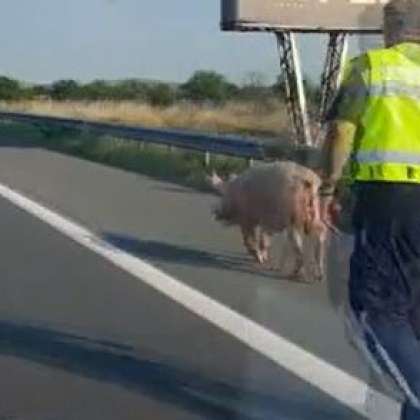 Полицейски патрул ескортира прасе на автомагистрала Тракия Пътуващ е изпратил видео