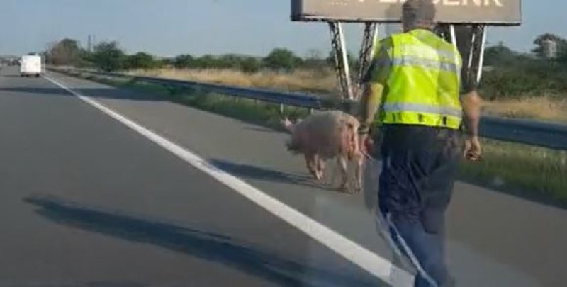 Полицейски патрул ескортира прасе на автомагистрала Тракия“.Пътуващ е изпратил видео