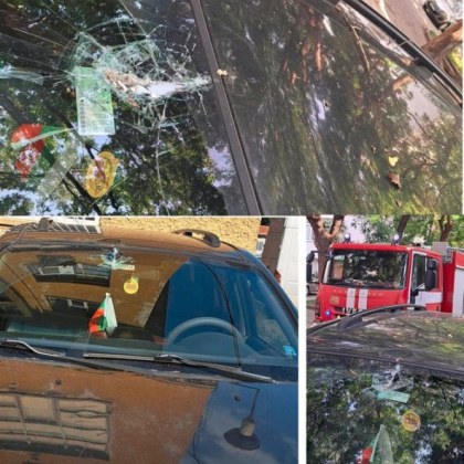Ново произшествие  с дърво в Пловдив Нелеп инцидент се размина на