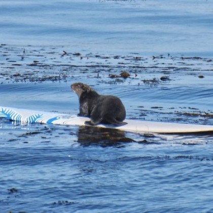 В американския щат Калифорния агресивна видра взима дъските за сърф