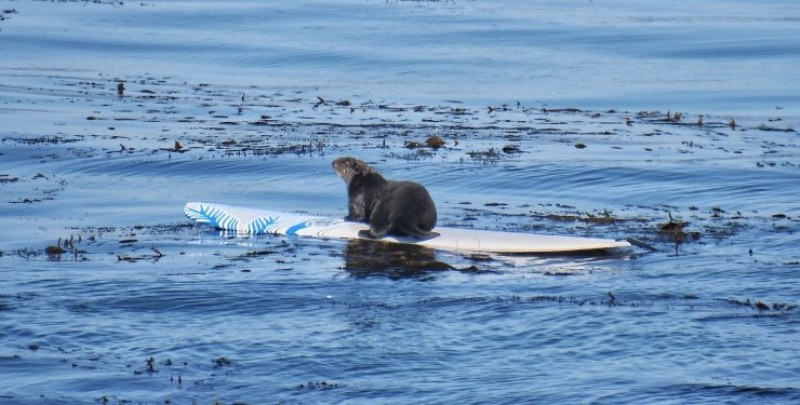 В американския щат Калифорния агресивна видра взима дъските за сърф