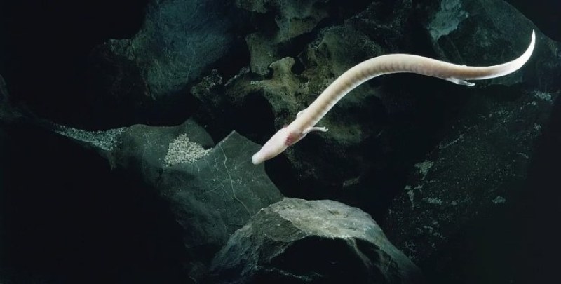 В подземни пещери живеят „бебета дракони