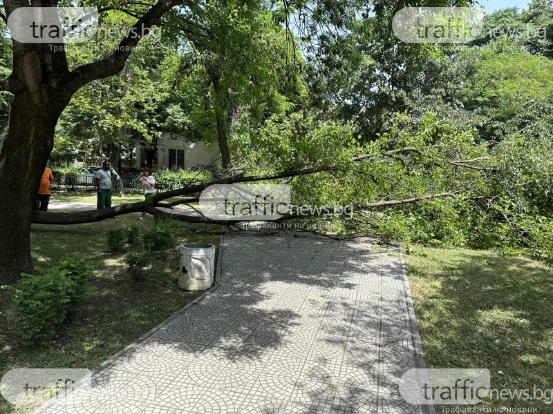 Дърво рухна на алея в оживен пловдивски парк СНИМКА