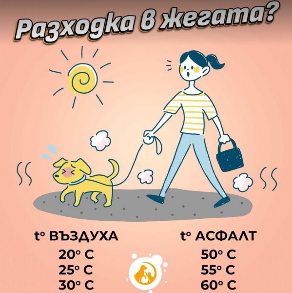 До 60° се нагрява асфалтът: ето как може да предпазим домашния си любимец