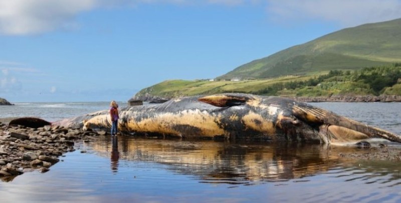 Наскоро мъртъв 19-метров финвал (наричат се ​​още херингови китове) беше