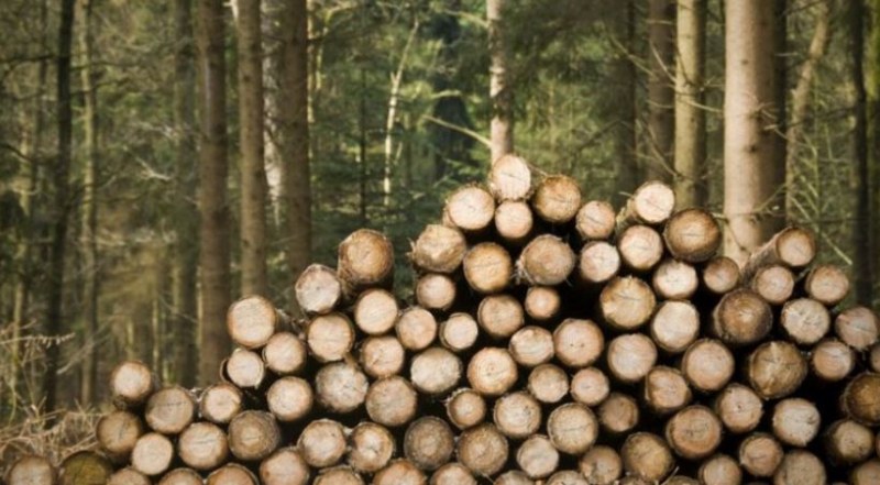 Какви са цените на дървата за огрев?