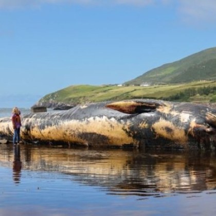 Наскоро мъртъв 19 метров финвал наричат се ​​още херингови китове беше