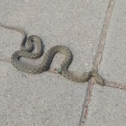 Змия изненада врачанка на улицата Жената предупрепреди своите съграждани с