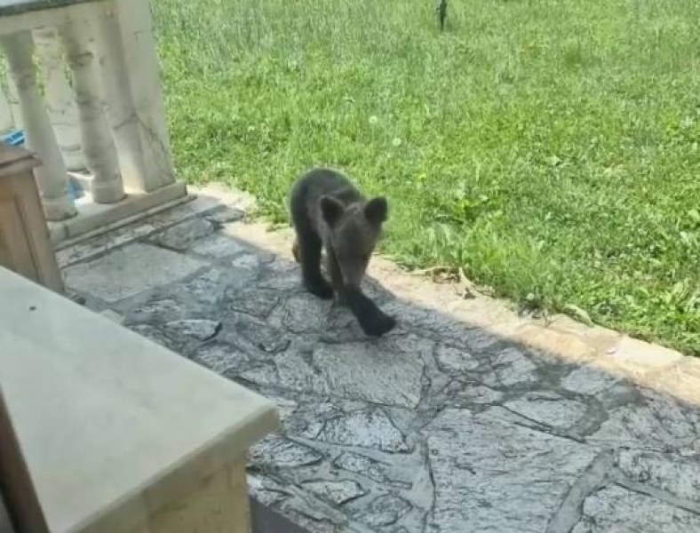 Каква ще е съдбата на намереното мече, загубило майка си ВИДЕО
