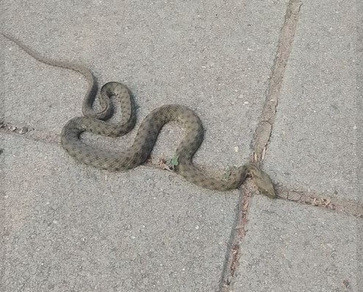 Змия стресна жена на улицата, кой е по-уплашен?  ВИДЕО