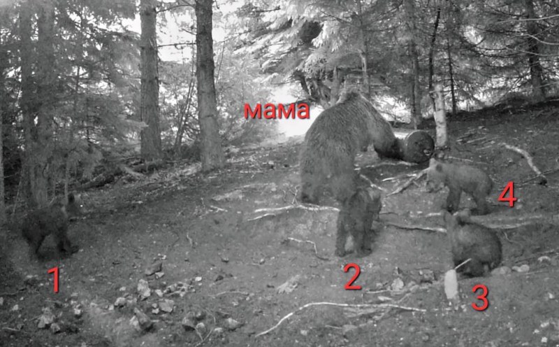 Кафява мечка роди 4 малки мечета в Родопите